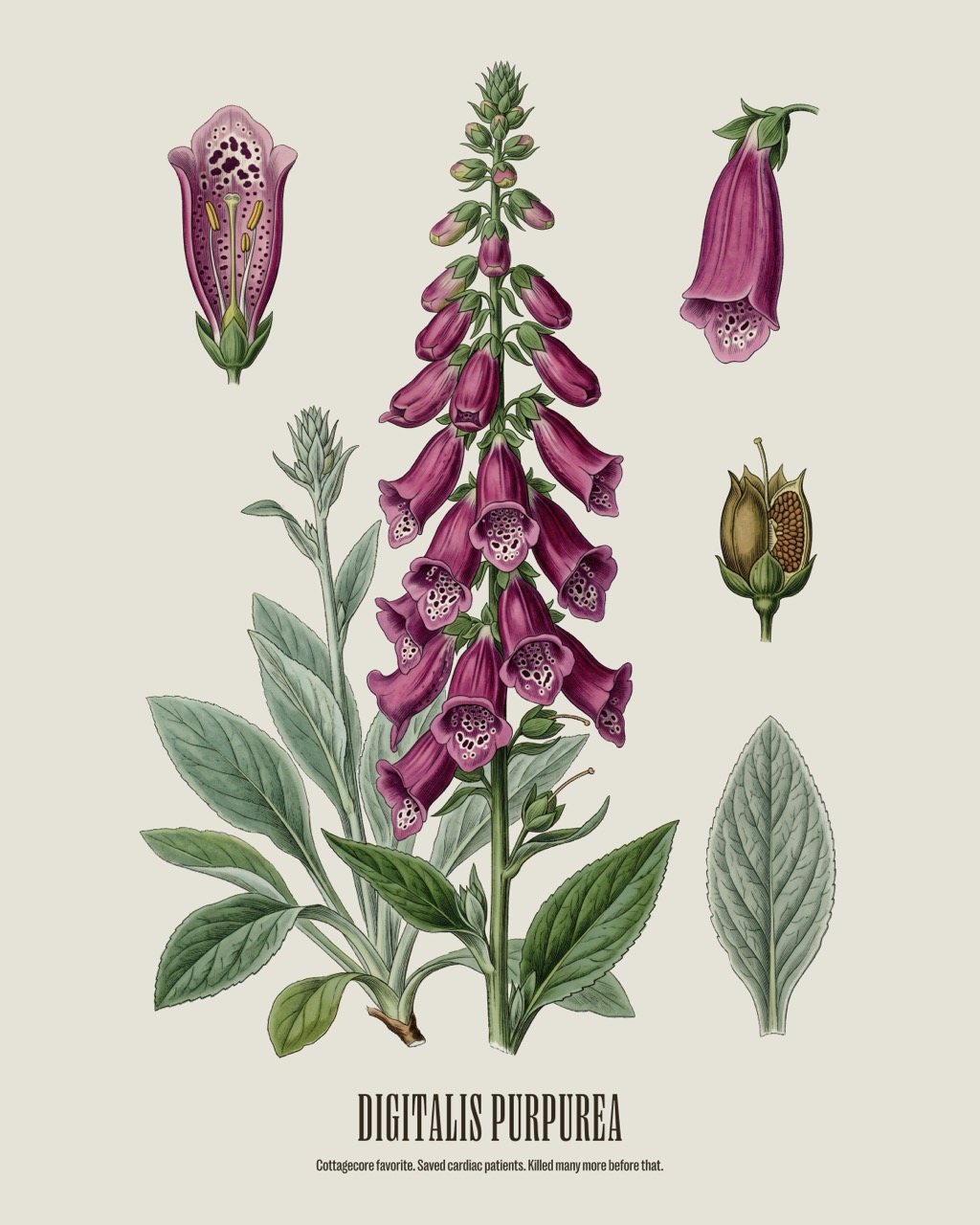 Foxglove — Digitalis purpurea, antique natural history print