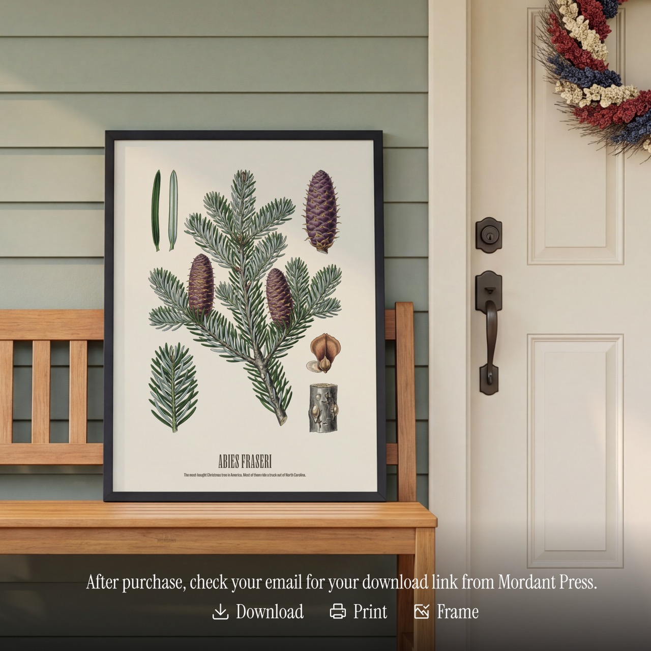Fraser Fir print framed on a wall