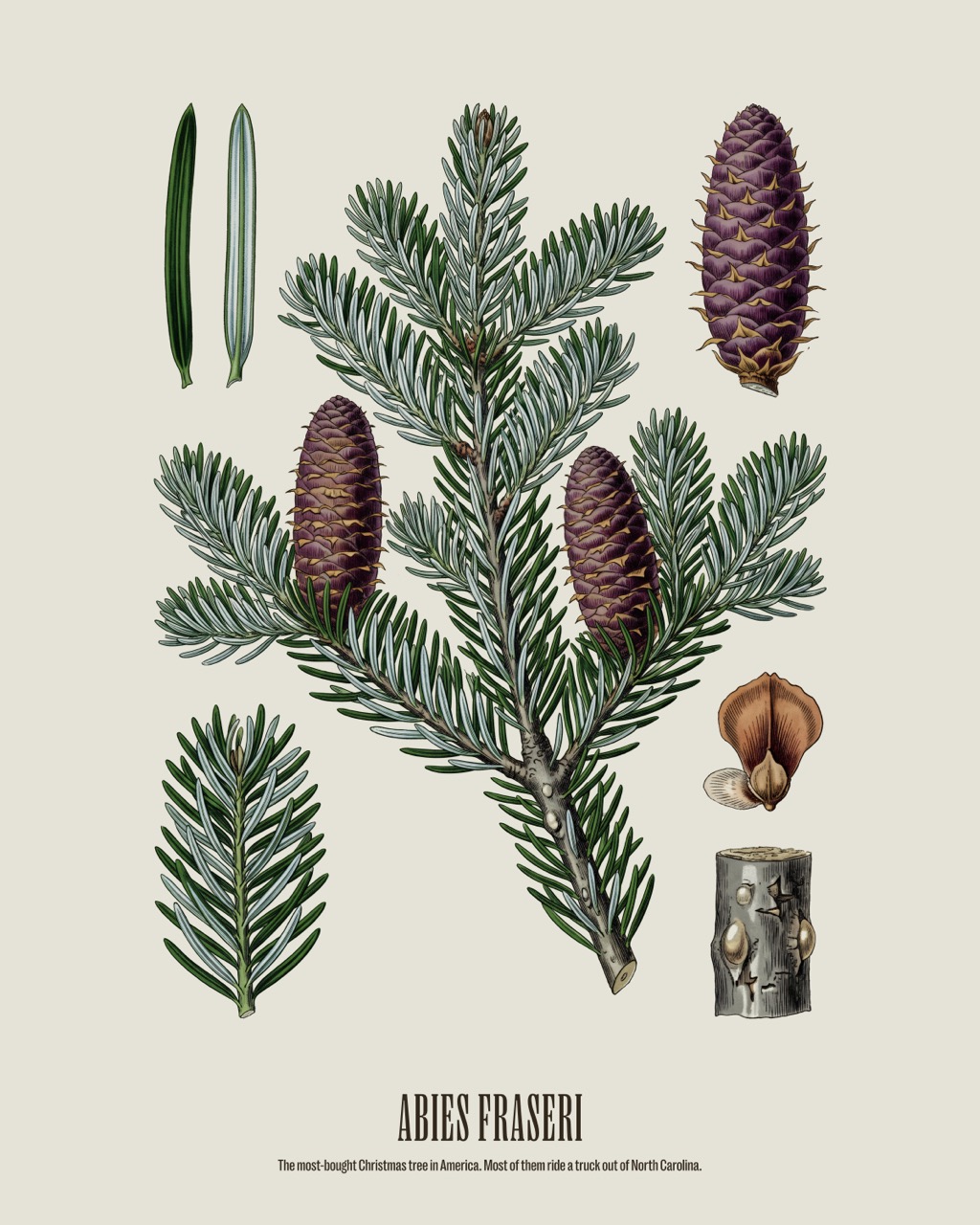 Fraser Fir — Abies fraseri, antique natural history print