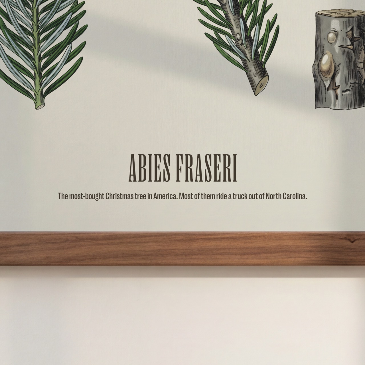 Fraser Fir